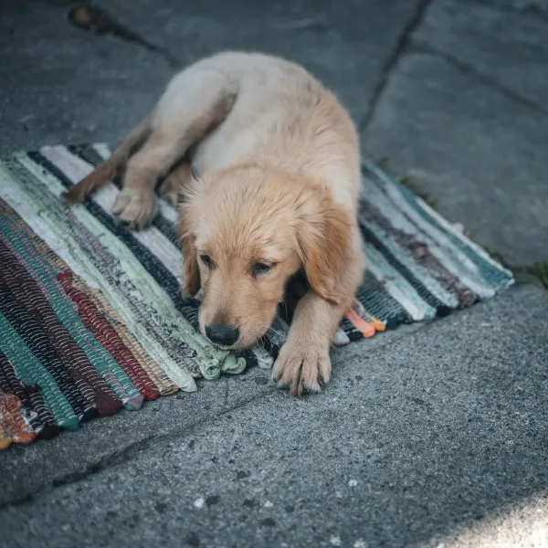 Adult Dog Dry Food, Chicken and Rice