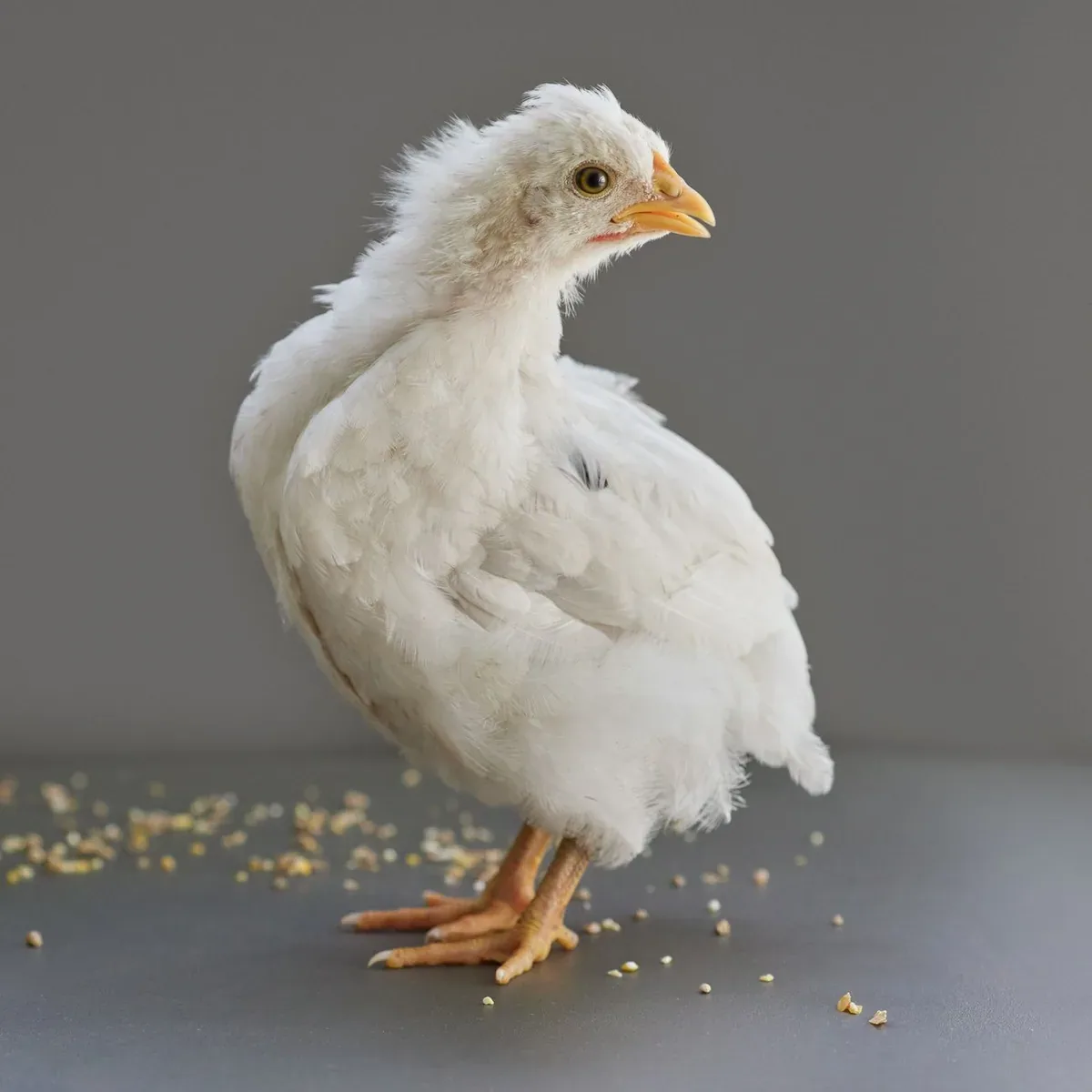 Broiler Finisher Feed, 50 kg