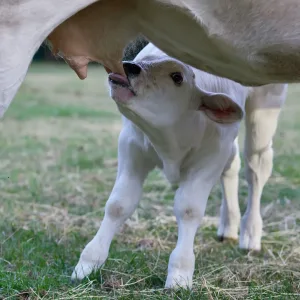 Calf Milk Feeding Bucket with Teat