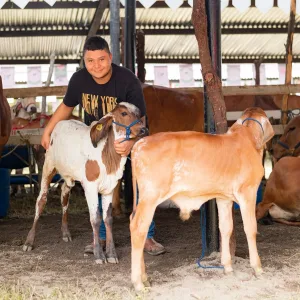 Calf Milk Replacer