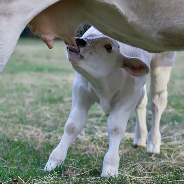California Mastitis Test Kit