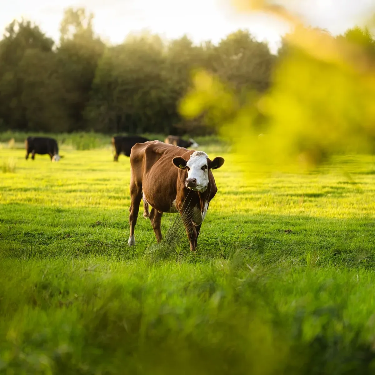 California Mastitis Test Kit