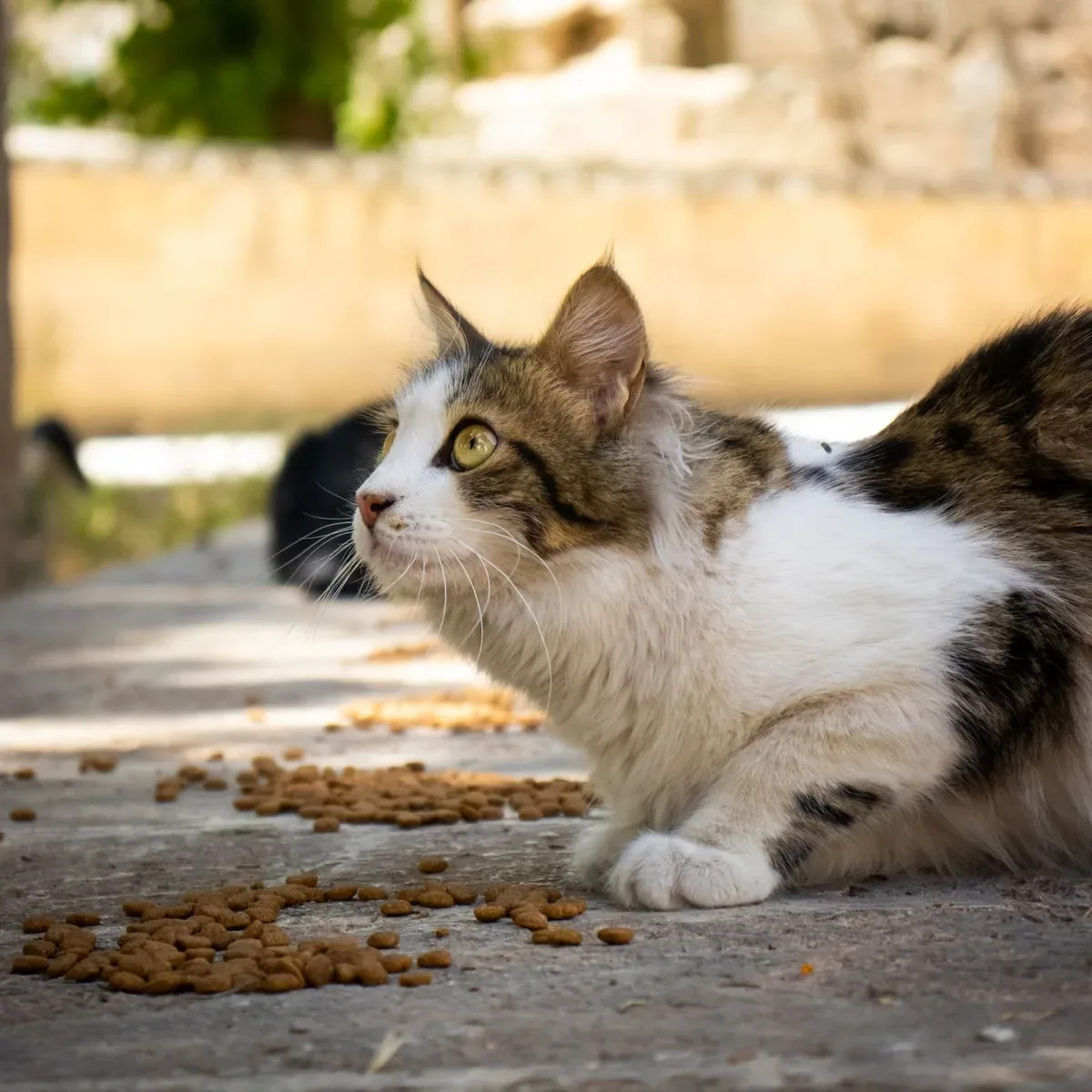 Canned Cat Food, Chicken and Liver