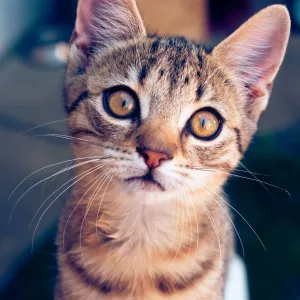 Cat Wet Food Pouch, Tuna in Jelly