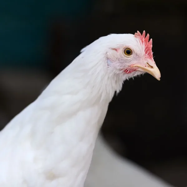 Chick Brooder Heat Lamp
