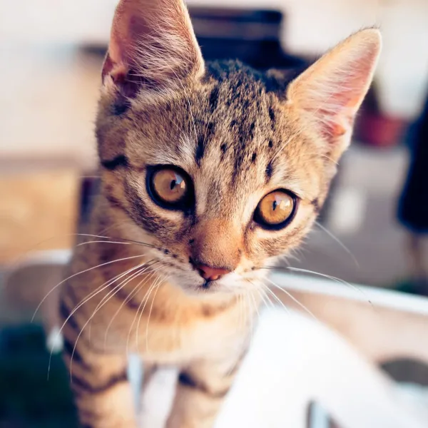 Clumping Cat Litter, Unscented