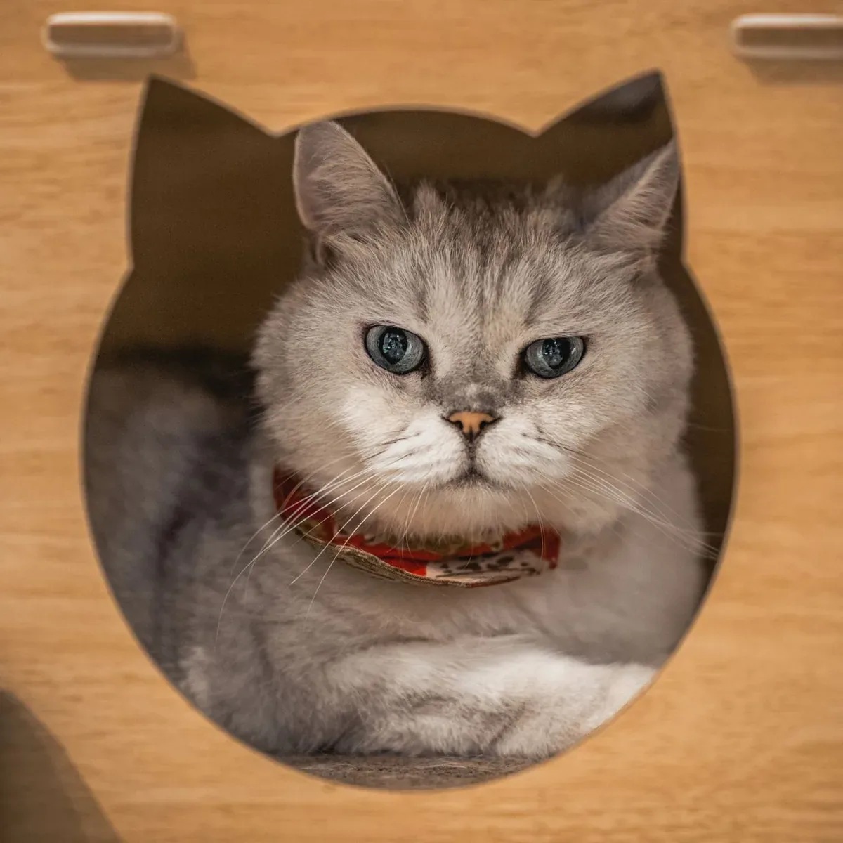 Covered Cat Litter Tray with Scoop