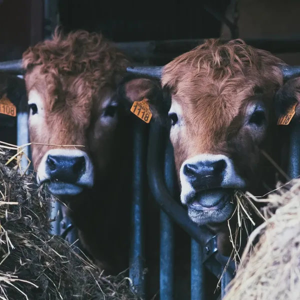 Dairy Cattle Mineral Mixture