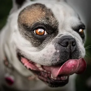 Dental Chew Sticks for Dogs