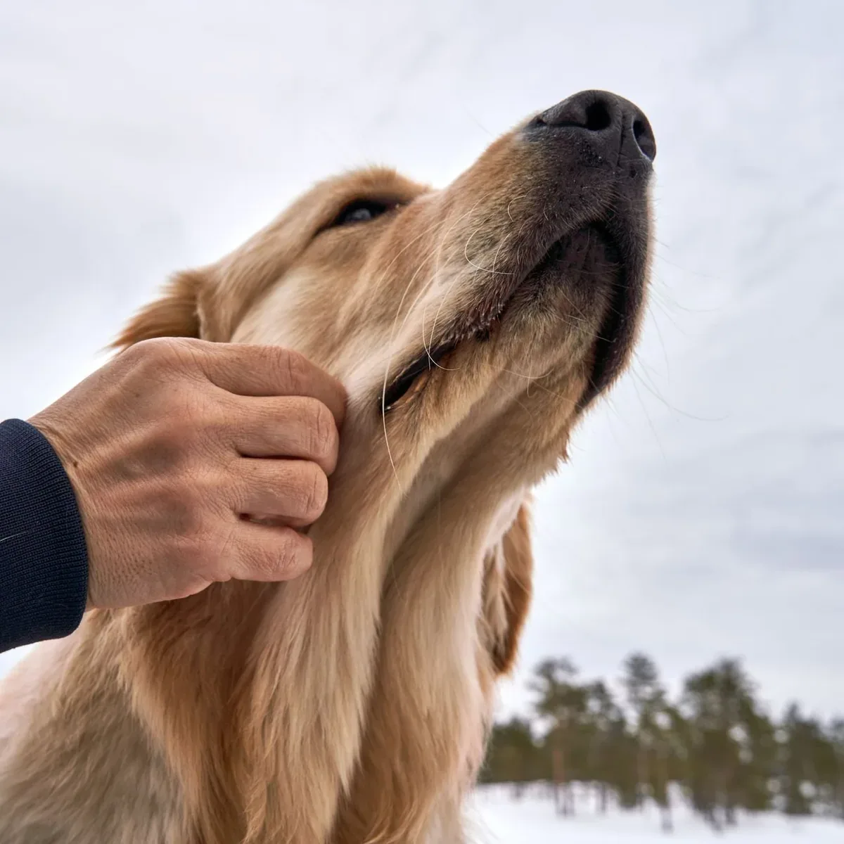 Digital Veterinary Thermometer