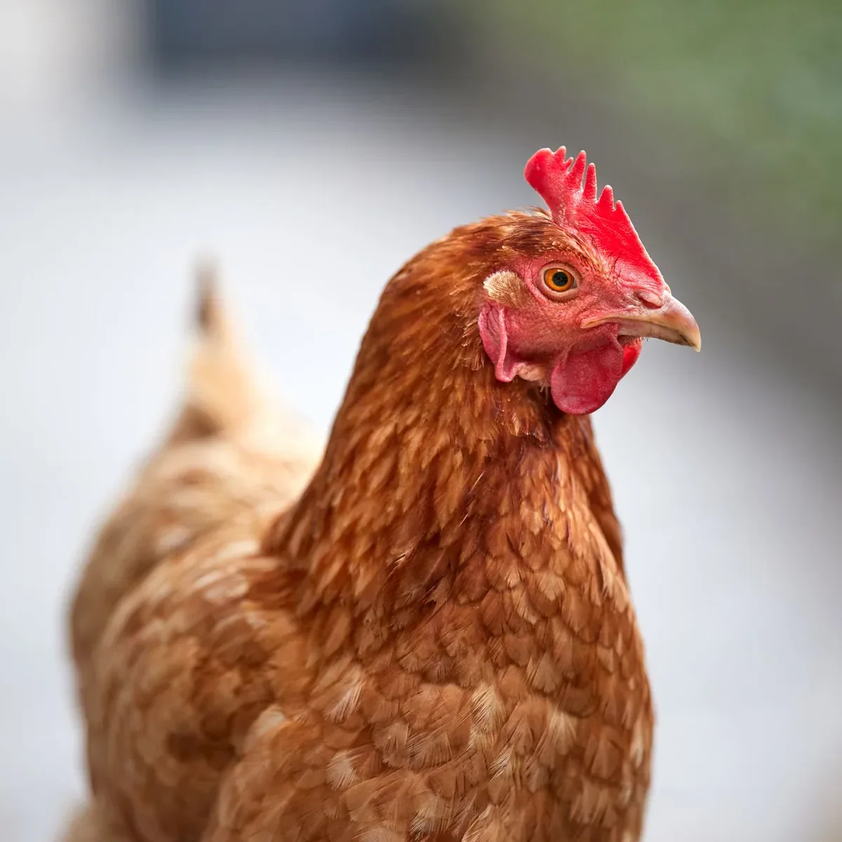 Egg Incubator, 48 Eggs