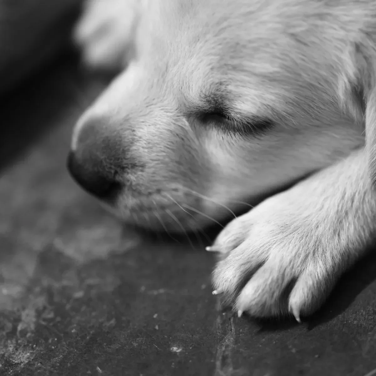 Fleece Pet Blanket