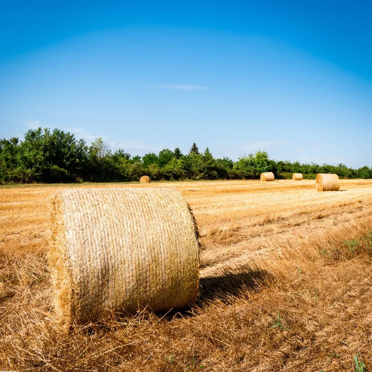 Fodder Seed, Berseem