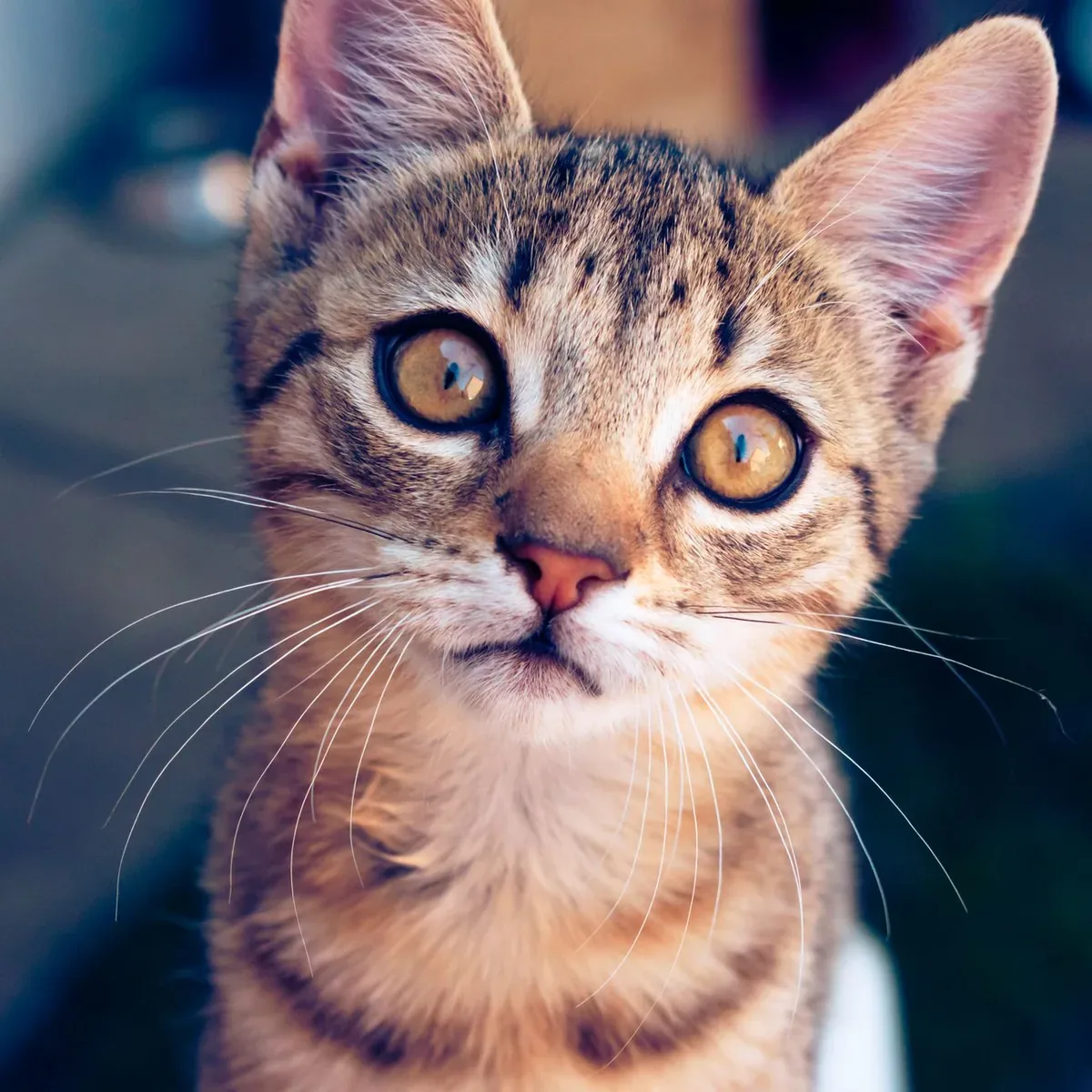 Grain-Free Cat Food, Chicken and Pomegranate
