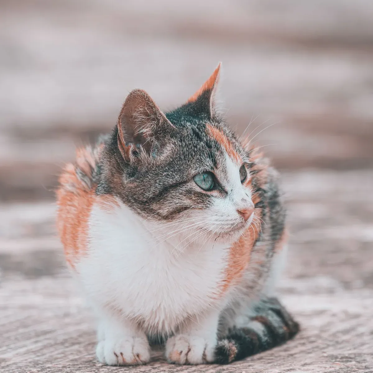 Hairball Control Cat Food