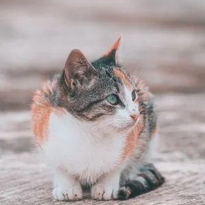 Hairball Control Cat Food