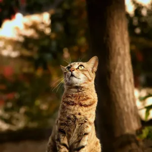 Kitten Dry Food, Ocean Fish