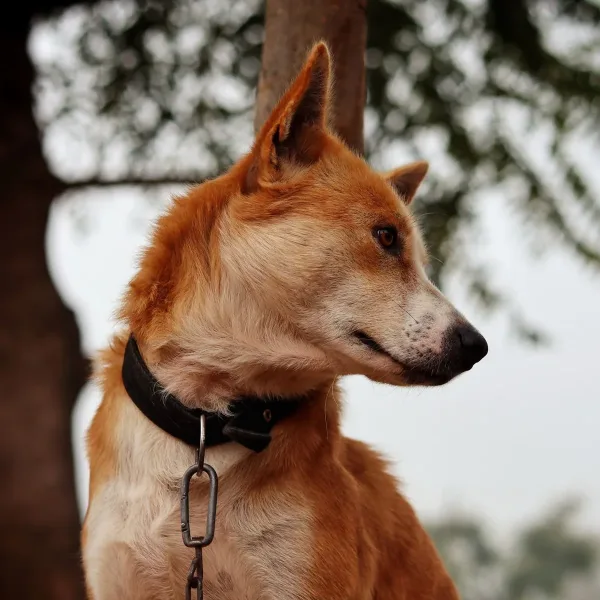 No-Pull Dog Harness