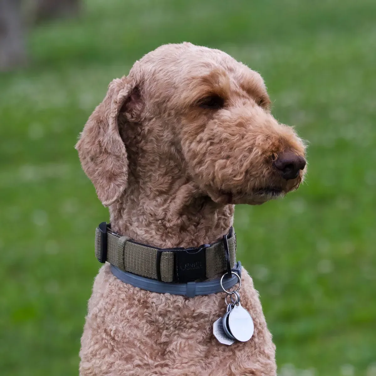 No-Pull Dog Harness