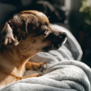 Orthopaedic Foam Pet Bed