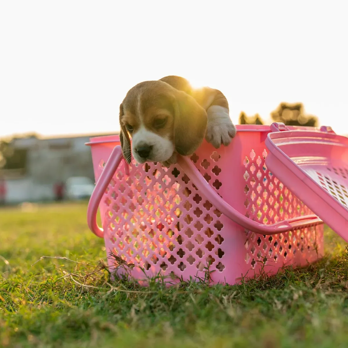 Pet Playpen, 8 Panel