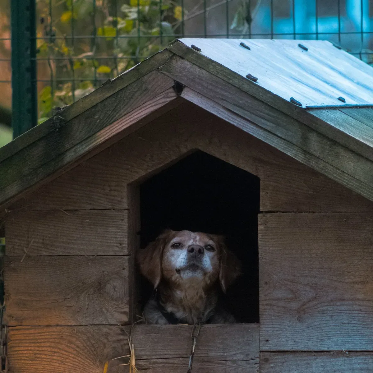 Pet Playpen, 8 Panel