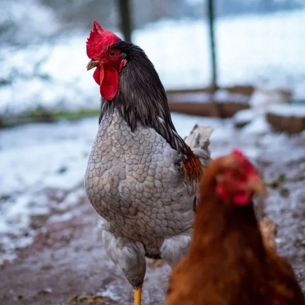 Poultry Debeaking Machine