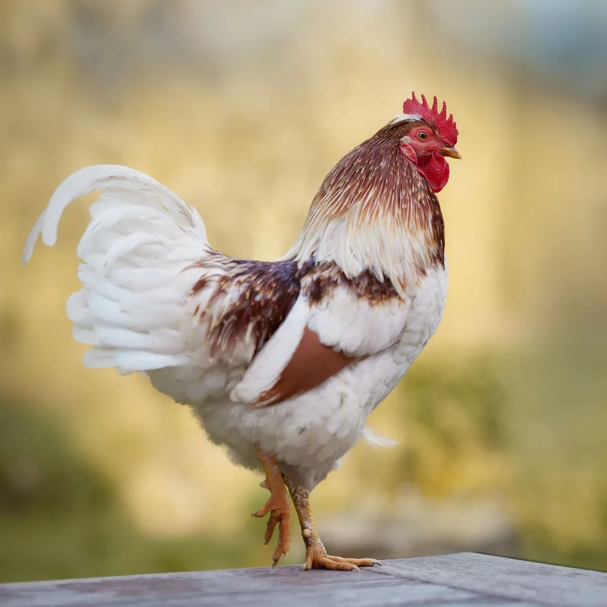 Poultry Debeaking Machine