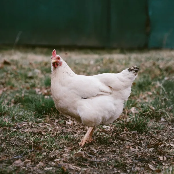 Poultry Multivitamin Solution