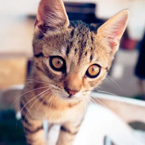 Tofu Cat Litter, Biodegradable