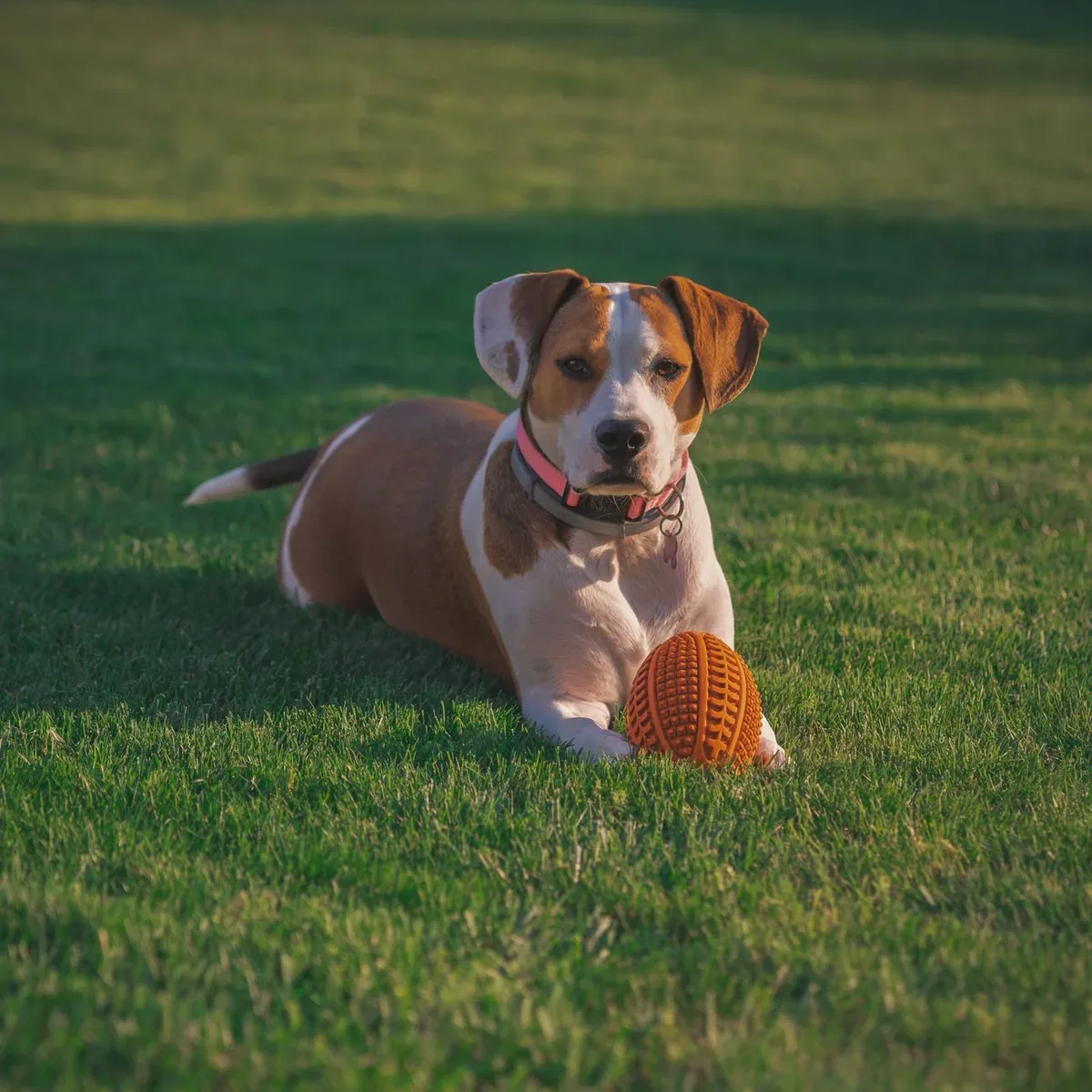 Treat-Dispensing Rubber Toy